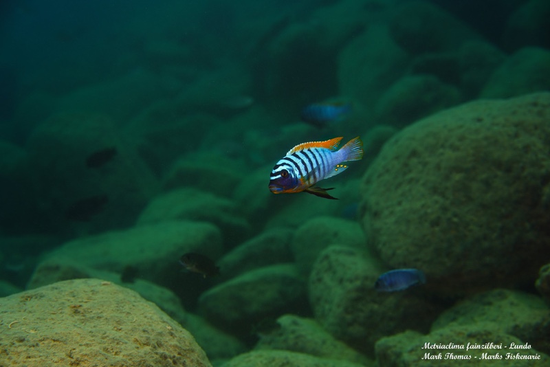 Maylandia fainzilberi 'Lundo Island'
